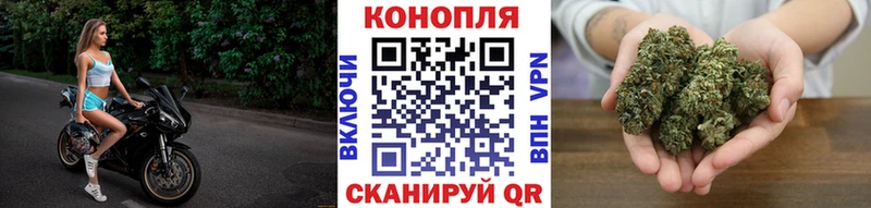 Канабис OG Kush Владимир